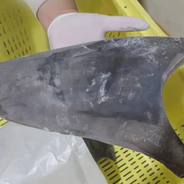 Exportação de barbatana do tubarão-azul é proibida no Brasil