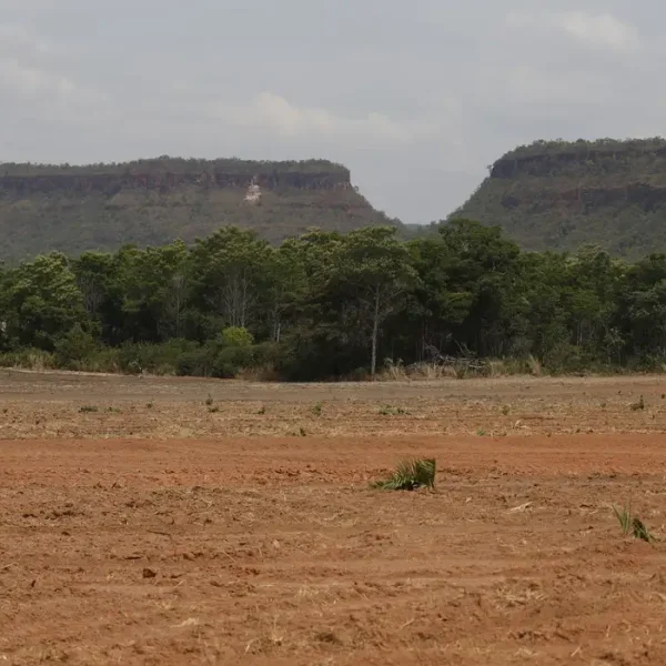 Fragmentos de vegetação nativa cresceram no país 260% em 38 anos