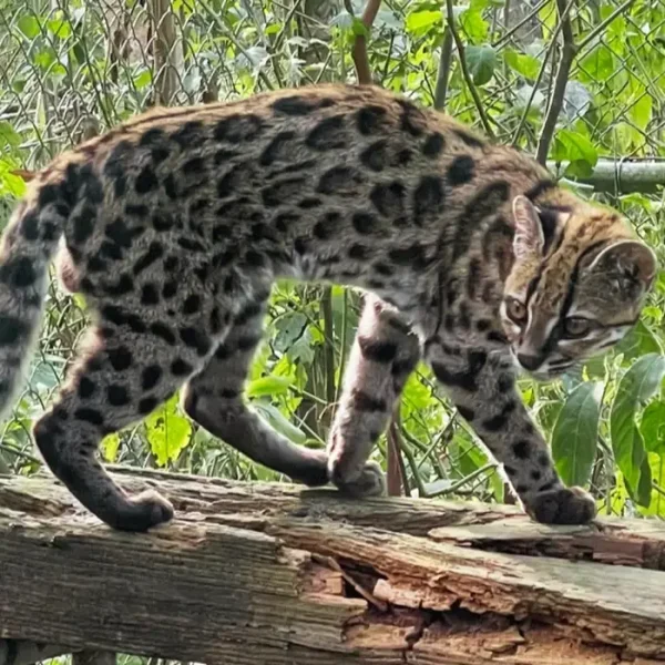 Nova espécie de felino é identificada em florestas da Bolívia